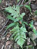 Imagem de Dryopteris sordidipes Tag.