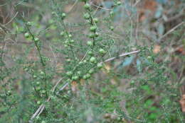 Imagem de Asparagus aphyllus subsp. orientalis (Baker) P. H. Davis