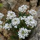 صورة Iberis semperflorens L.