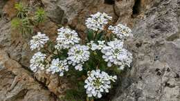 Plancia ëd Iberis semperflorens L.