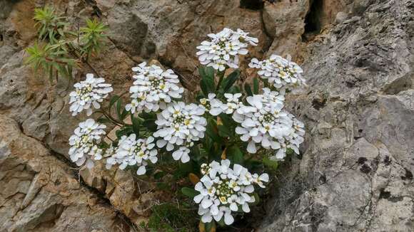 Imagem de Iberis semperflorens L.