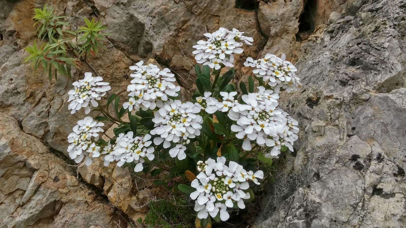 Plancia ëd Iberis semperflorens L.