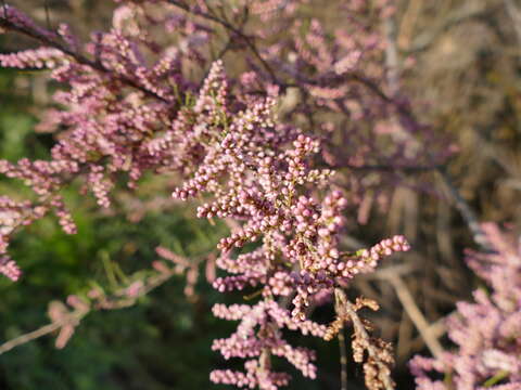 Image of Tamarisk