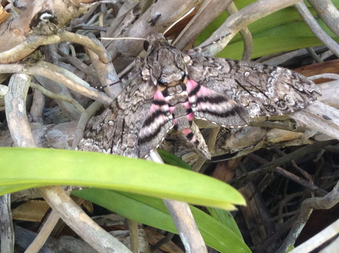 Image of Pink-spotted Hawkmoth