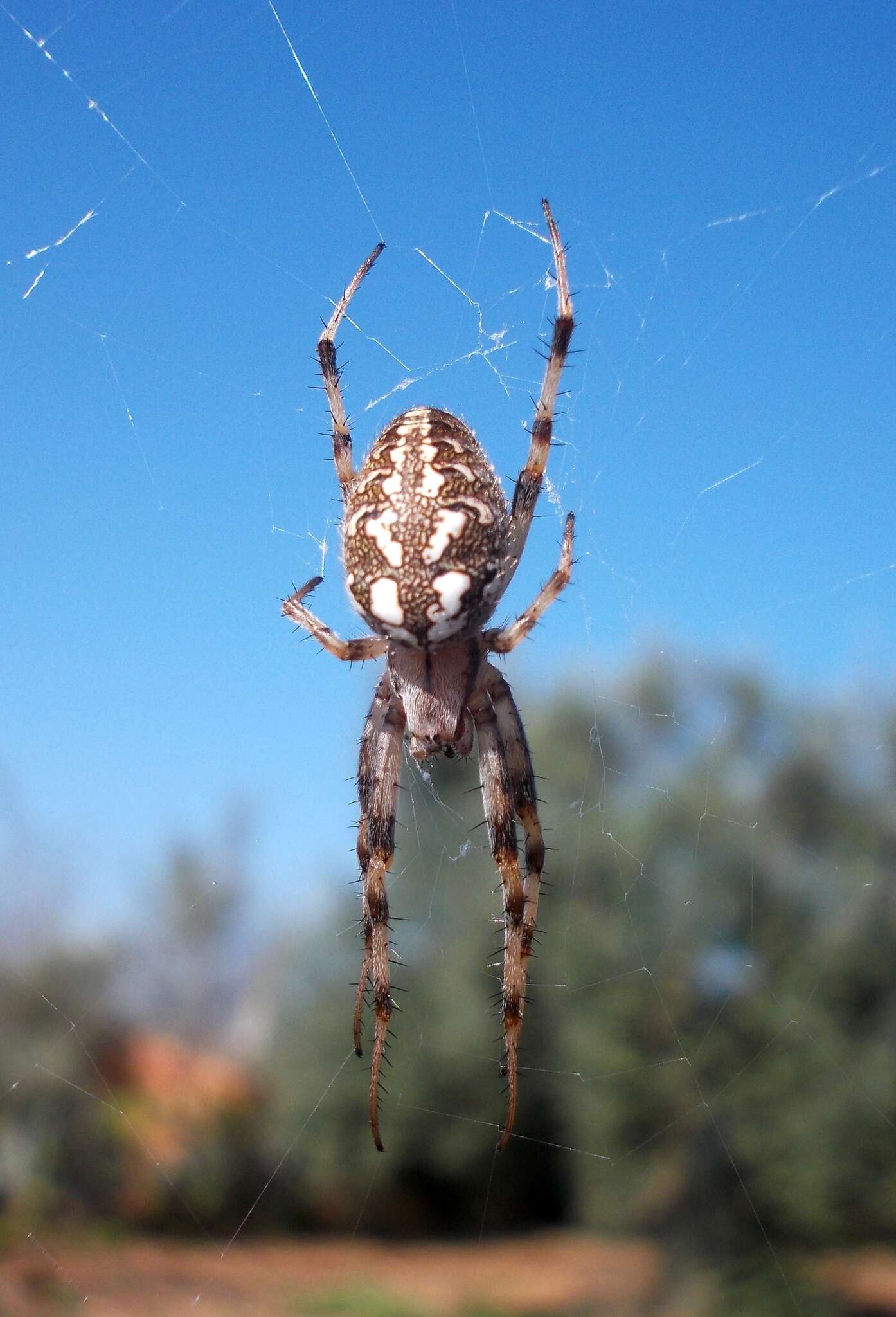 Image of Neoscona byzanthina (Pavesi 1876)