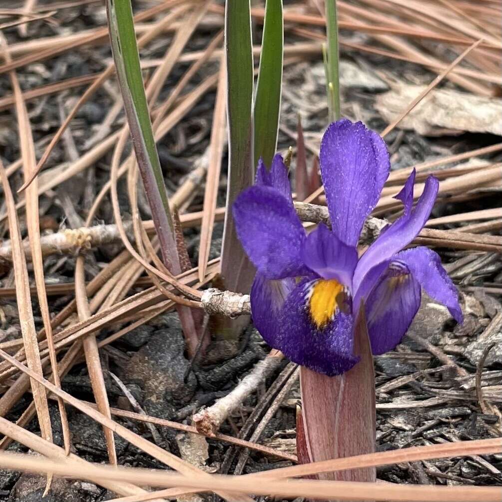 Image of dwarf violet iris