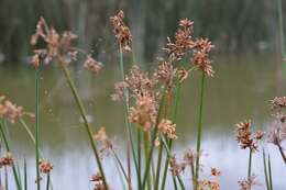 Imagem de Schoenoplectus acutus var. occidentalis (S. Watson) S. G. Sm.