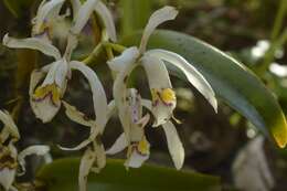 Image of Cattleya iricolor Rchb. fil.