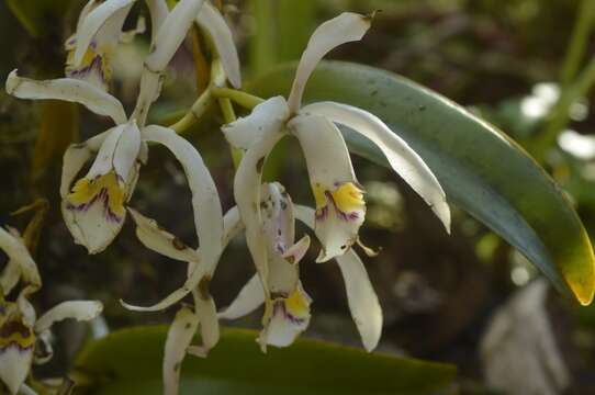 Imagem de Cattleya iricolor Rchb. fil.