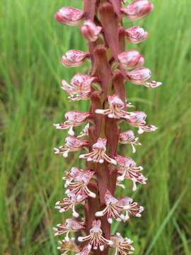 Image of Satyrium cristatum var. cristatum