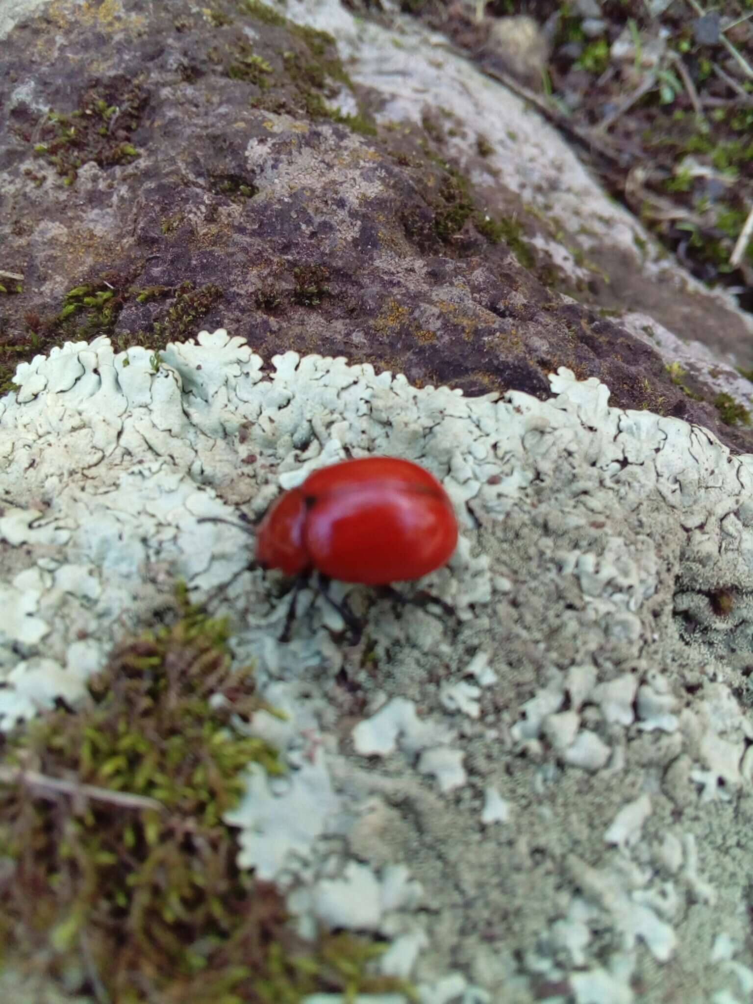 Image of Reddish Potato Beetle