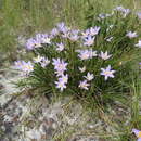 Image of Vellozia angustifolia Goethart & Henrard