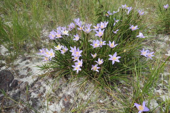 Image of Vellozia angustifolia Goethart & Henrard