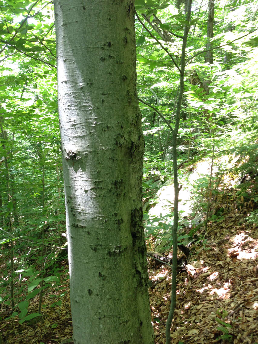 Image of American beech