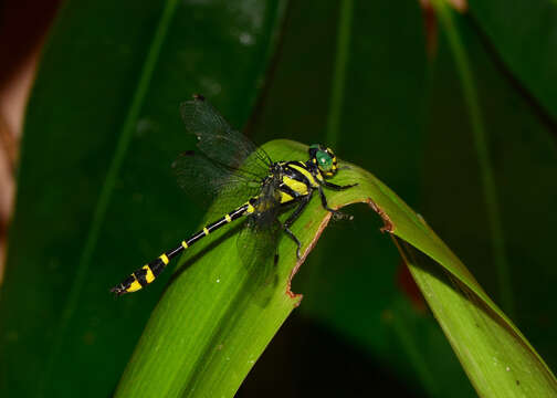 Image of Cyclogomphus flavoannulatus Rangnekar, Dharwadkar, Sadasivan & Subramanian 2019