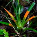 Слика од Guzmania nidularioides L. B. Sm. & Read