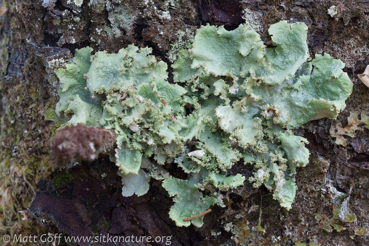 Слика од Pseudocyphellaria rainierensis Imshaug