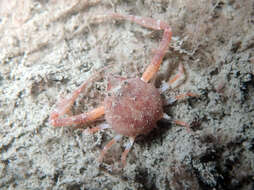 Image of Mediterranean nut crab