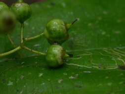 Image of Conostegia dissitiflora (Almeda) Kriebel