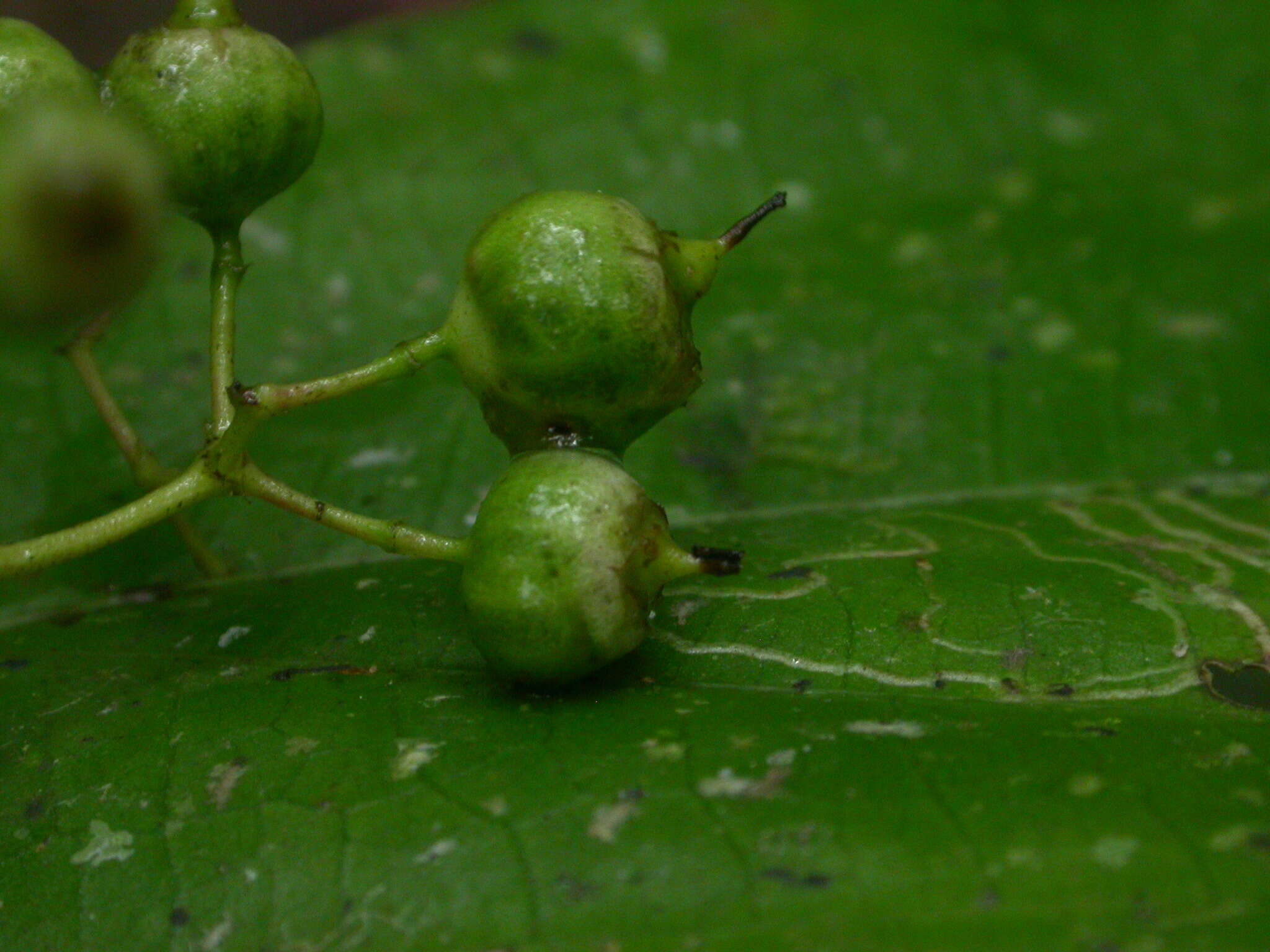 Image of Conostegia dissitiflora (Almeda) Kriebel