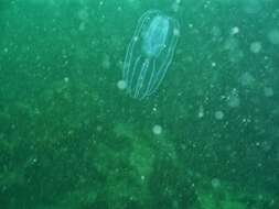 Image of short-lobed comb jelly