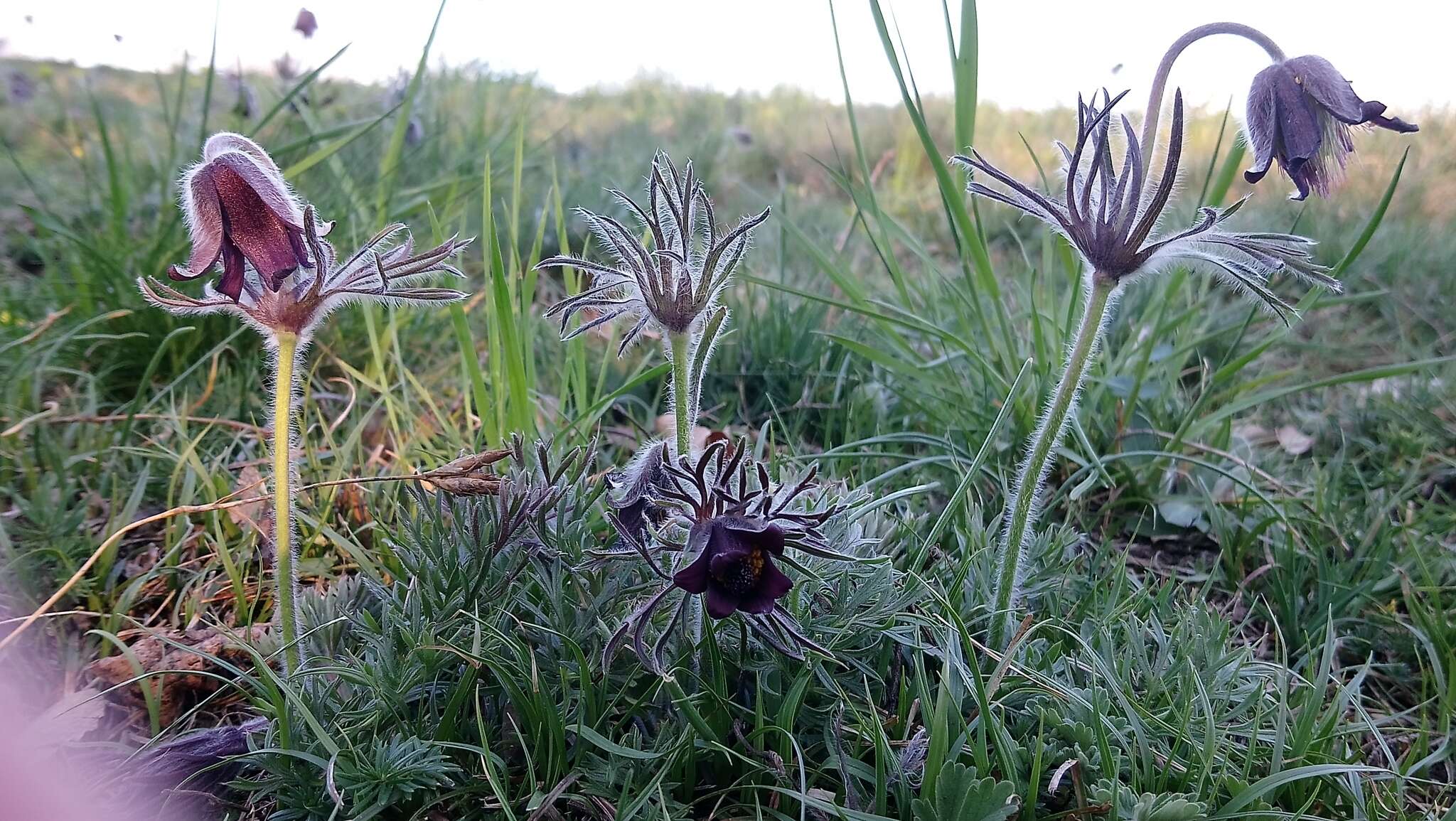 Imagem de Pulsatilla pratensis subsp. hungarica Soó