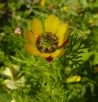 Image of Adonis cretica (Huth) M. Imam, J. Chrtek & Z. Slavikova