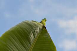 Image of Blue-winged Parrotlet