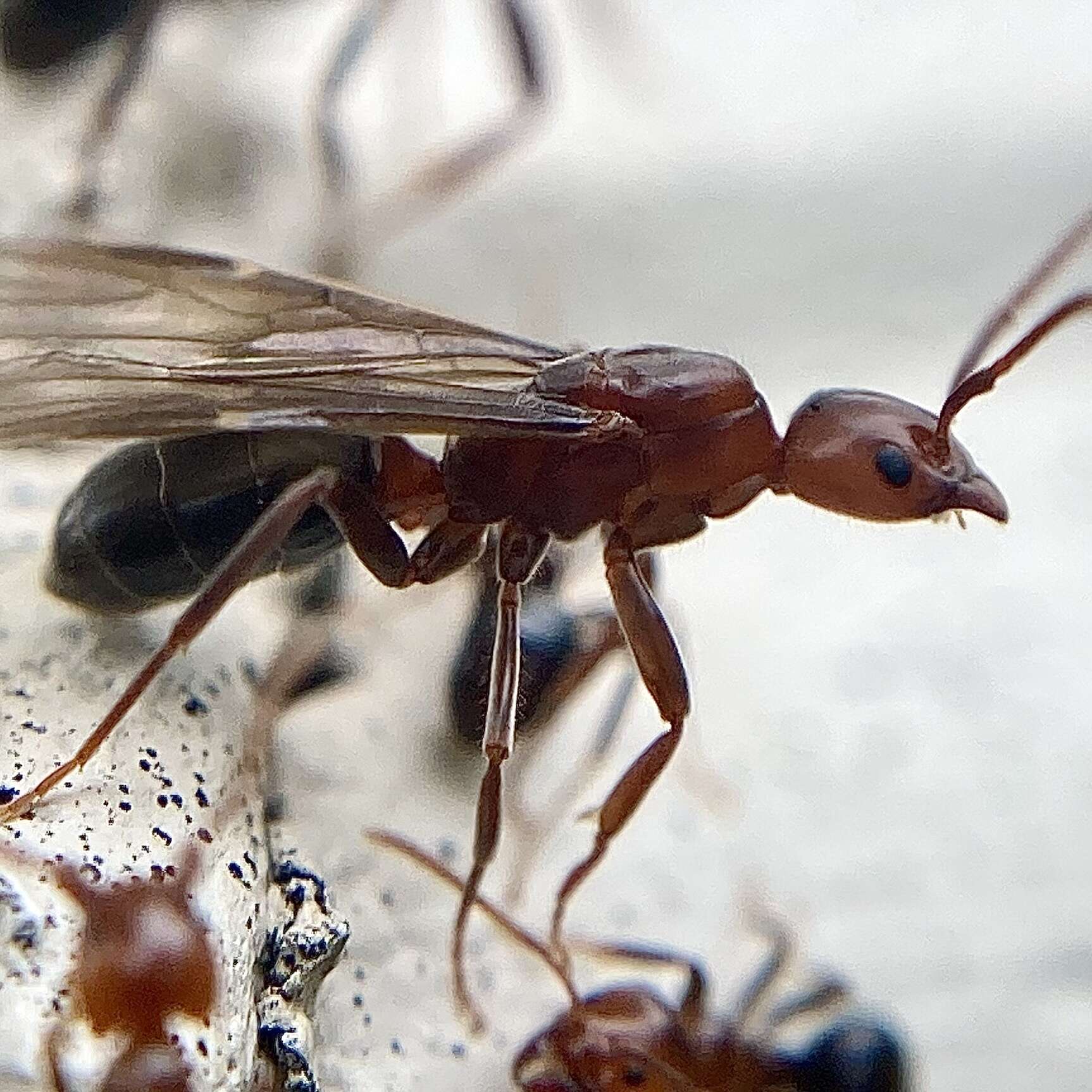 Image of Papyrius nitidus (Mayr 1862)