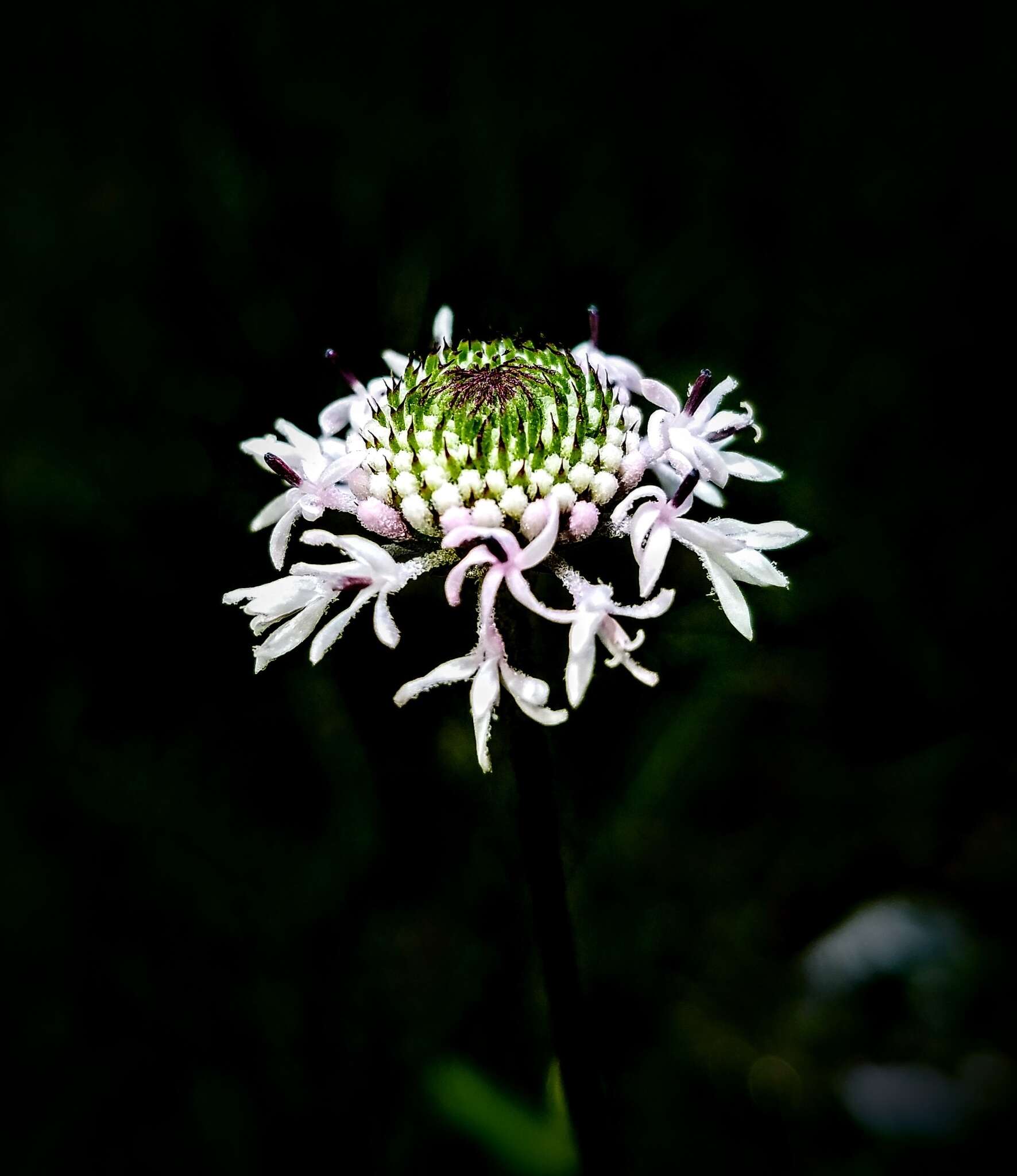 Image of grassleaf Barbara's buttons