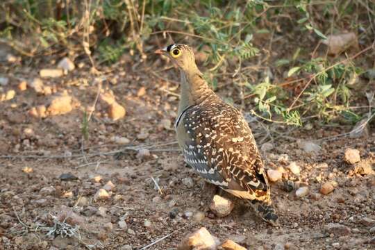 Image of Double-banded Sandgrouse