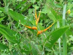 صورة Heliconia latispatha Benth.