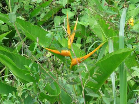 Plancia ëd Heliconia latispatha Benth.