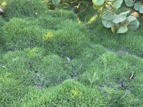 Image of Zoysia matrella var. pacifica Goudsw.