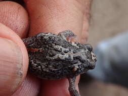 Image of Günther’s Toadlet