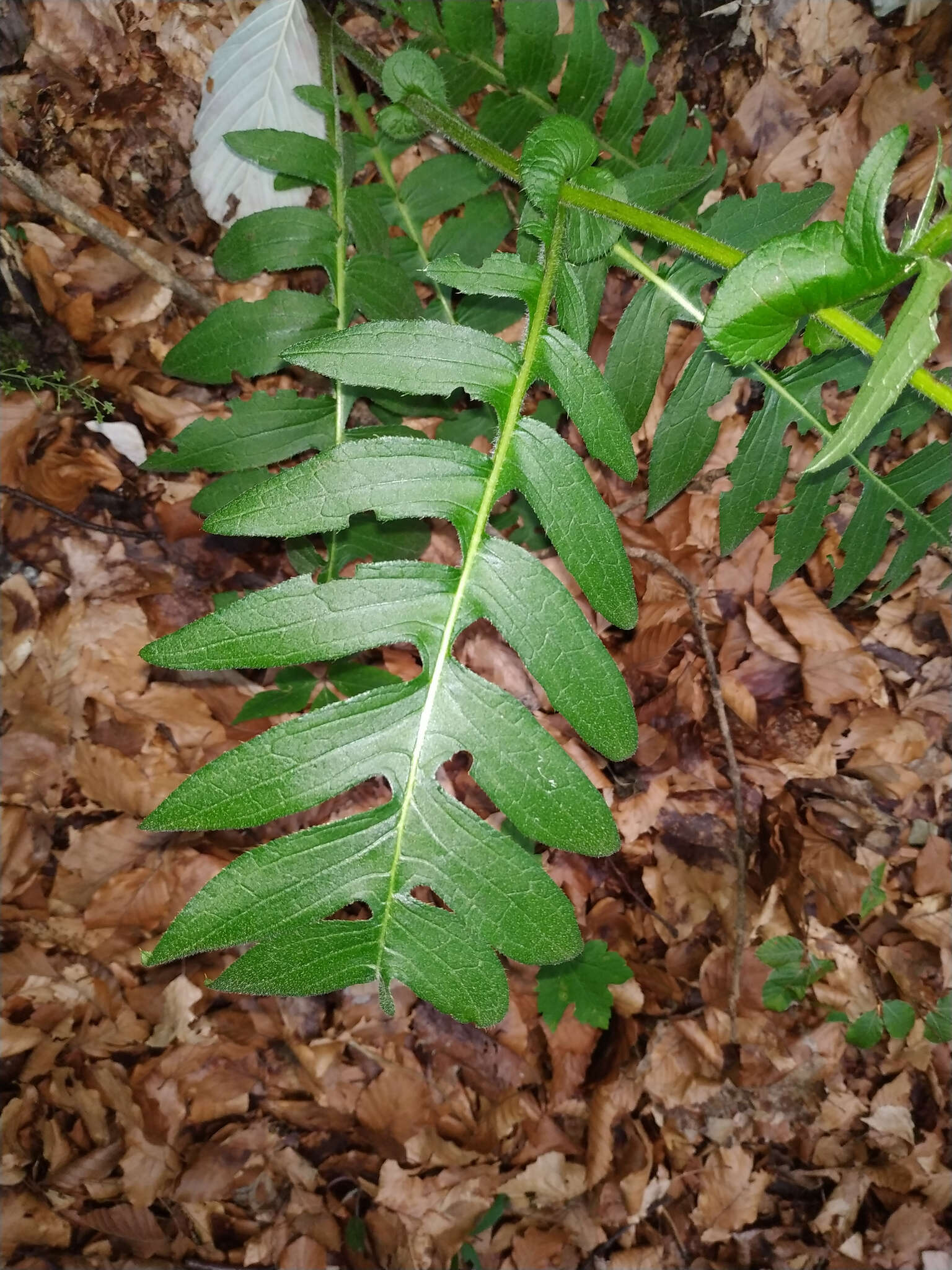 Image of Cirsium erisithales (Jacq.) Scop.