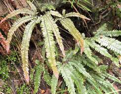 Image of rough maidenhair