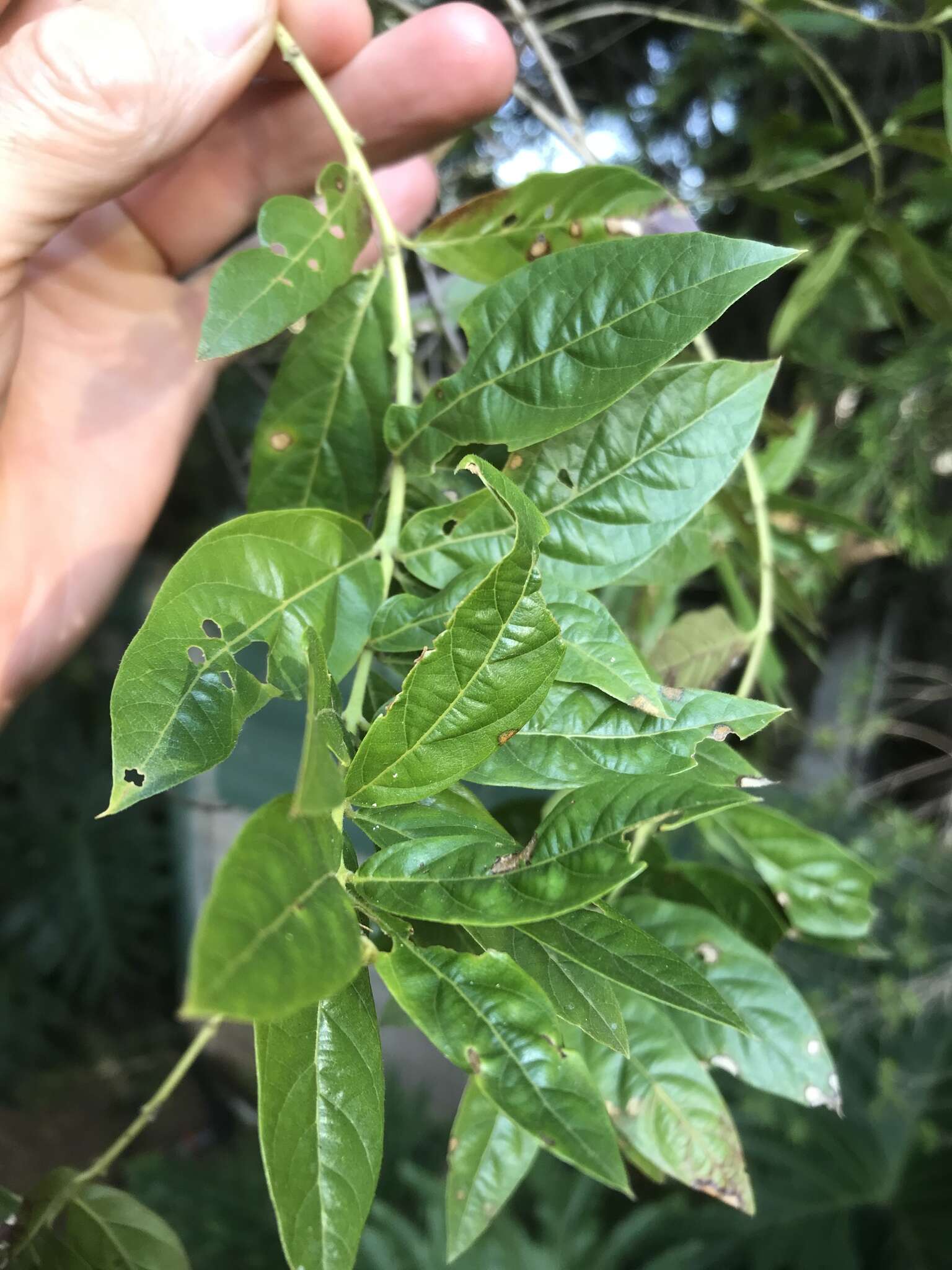 Imagem de Combretum erythrophyllum (Burch.) Sond.