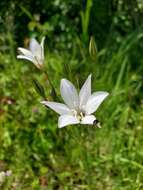 Image of long-ray brodiaea