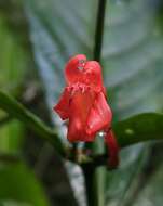 Image of Ruellia fulgens (Bremek.) E. A. Tripp