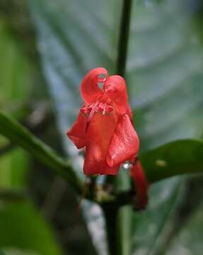 Image of Ruellia fulgens (Bremek.) E. A. Tripp