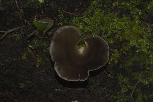 Image of Pleurotus purpureo-olivaceus (G. Stev.) Segedin, P. K. Buchanan & J. P. Wilkie 1995