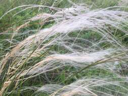 Image of Stipa pulcherrima K. Koch