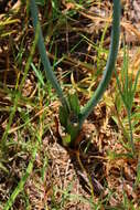 Image of Albuca juncifolia Baker