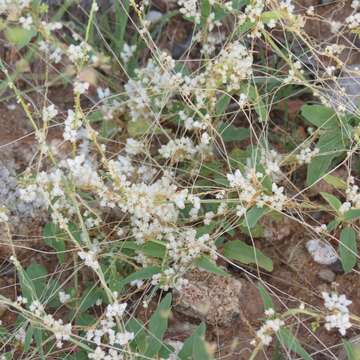 Image of tubercle dodder