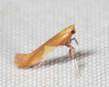 Image of Caloptilia packardella (Chambers 1872)