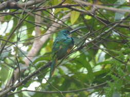 Image of Rufous-tailed Jacamar