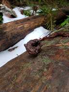 Imagem de Gyromitra ambigua (P. Karst.) Harmaja 1969