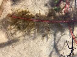 Image of Loose Water-Milfoil