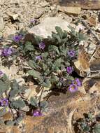 Image of nakedstem phacelia